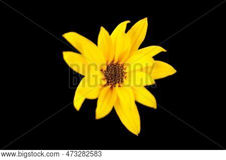 Topinambur Yellow Flower Jerusalem Artichoke On Black Background, Beautiful Backdrop. Single One Wil