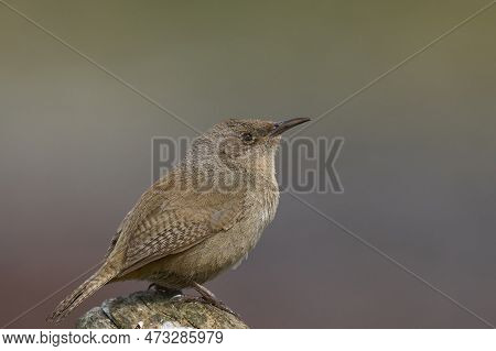 Cobb\'s Wren (troglodytes Cobbi) On The Coast Of Sea Lion Island In The Falkland Islands