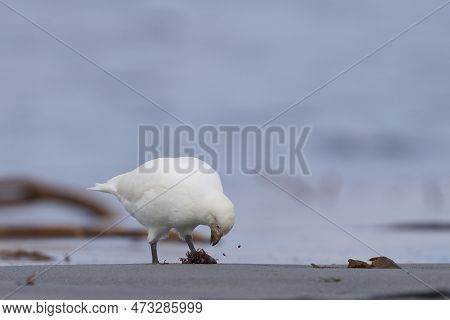 Pale-faced Sheathbill (chionis Albus) Feeding On The Coast Of Sea Lion Island In The Falkland Island