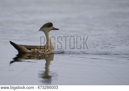 Crested Duck (lophonetta Specularioides Specularioides) Displaying In A Pond On Carcass Island In Th