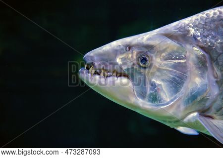 The Head Of A Large Tiger Fish With Sharp Teeth On A Dark Background. Marine Life, Exotic Fish, Subt