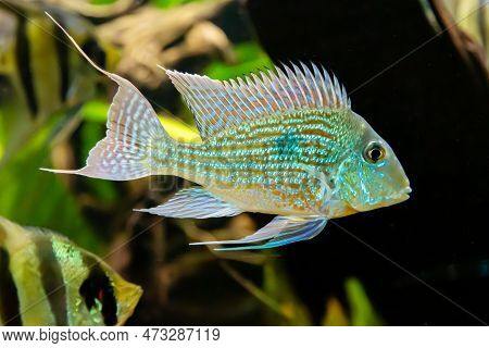 Sven's Geophagus (lat. Geophagus Sveni) With Beautiful Stripes On A Dark Background Of The Seabed. M