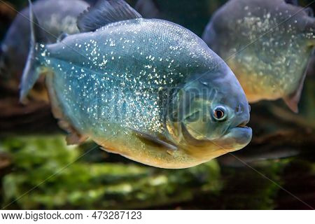 Piranha (latin Pygocentrus Nattereri) With Sharp Teeth On A Dark Bottom Background. Marine Life, Exo