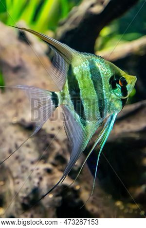 Altum (latin Pterophyllum Altum) With Beautiful Black Stripes On The Background Of The Seabed. Marin