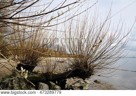 Pollard Willows On The Elbe River In Hamburg