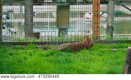 Far Eastern Leopard And Its Life In The Zoo, The Zoo Of Ukraine, An Endangered Species Of Predators.