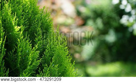 Thuja. Arbor Vitae Or Thuja Occidentalis A Globe-shaped Evergreen Shrub In Garden Center - Globe Arb