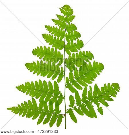 A Lime Green Fern On A White Background