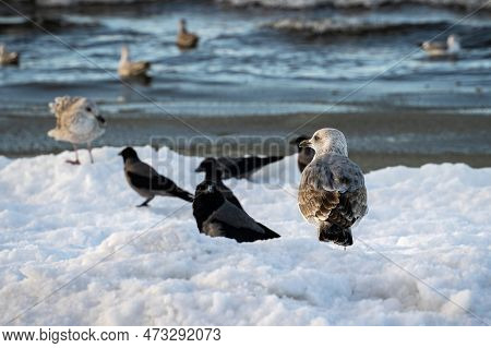Glaucous-winged Gulls And Hooded Crows Standing In Snow Next To The Baltic Sea In Winter.