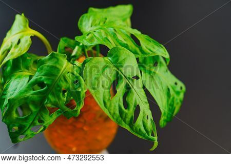 The Sprout Of Monstera Munky In A Glass Of Water With Hydrogel Balls On A Black