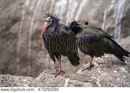 Two Northern Bald Ibis Or Waldrapp Birds, Lat. Geronticus Eremita, Standing On A Rock.