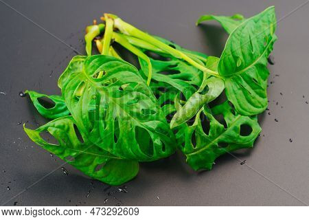 The Sprout Of Monstera Munky On A Black Background.