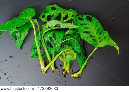 The Sprout Of Monstera Munky On A Black Background.