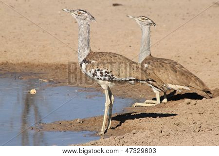 Kori Bustard - Wild Bird Background from Africa - Couple of Contrasts