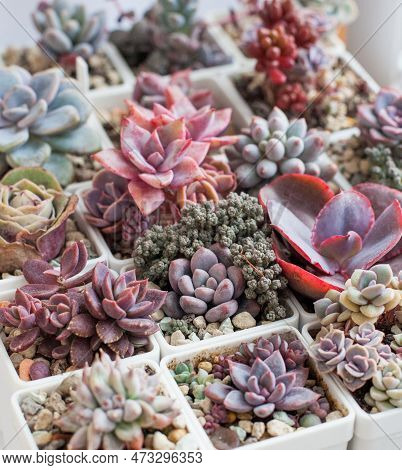 Succulent Flower Rosette In White Pot, Natural Background. Rare Echeveria, Pachyphytum, Sedum, Crass