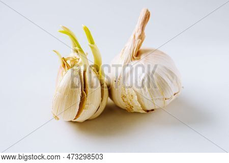 Two Heads Garlic, One Sprouted, Other Without Sprouts. Spring-sprouted Garlic For Planting In Ground