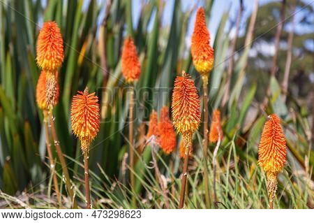 Red Hot Poker Flowers, Kniphofia, Also Known As Poker Plants Or Torch Lilies. Selective Focus With S