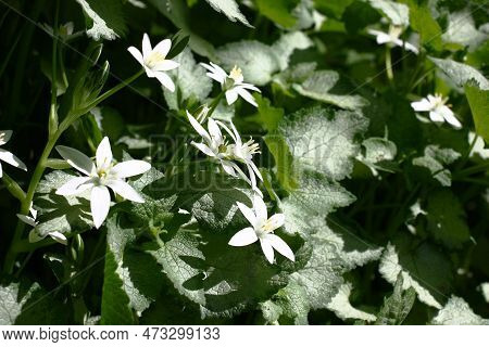 Sunny Summer Day. Fragment Of A Shady Decorative Garden. The Sunlight Lights With A Spot Silvery Lea