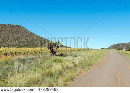 A Field Of Sunflowers And A Prickly Pear Next To Road S129 Between Luckhoff And Fauresmith. The Flow