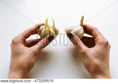 Garlic With Sprouted Sprouts And Without Sprouts In Hands Young Woman, Black Varnish On Nails, Old S
