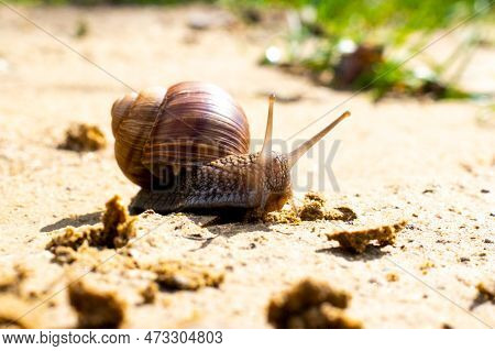 Brown Garden Snail (helix Aspersa) сreeps On The Sand