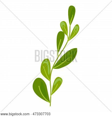 Aquarium Laminaria Icon. Cartoon Of Aquarium Laminaria Icon For Web Design Isolated On White Backgro