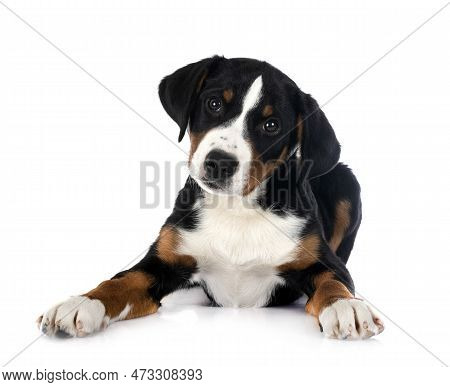 Puppy Appenzeller Sennenhund In Front Of White Background