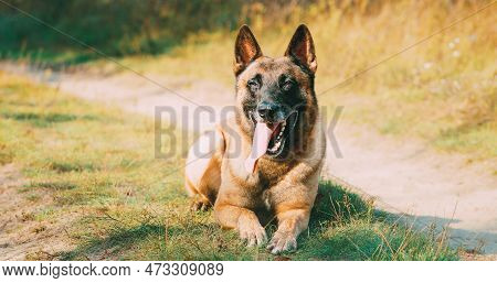 Hand-held Shooting, Hand-held Shot. Malinois Dog Lying Outdoor On Countryside Road. Belgian Sheepdog