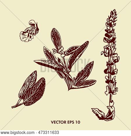 Botanical Illustration Of Sage. Leaves, Branch And Flowers Of Sage. Graphic Image Of A Plant.