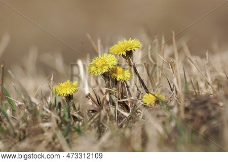 Close-up Of Yellow Flowering Plant On Field