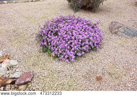 Xeriscaped Street With Flowering Shrub Of Lantana Montevidensis Used In Desert Style Landscaping