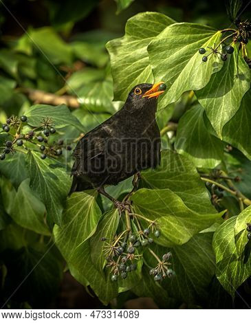 Male Blackbird, Turdus Merula, With An Ivy Seed In Its Beak