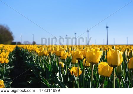 Field Of Tulips, Rows Of Yellow Tulips Against A Clear Blue Sky And Wind Turbines. Field Of Yellow T