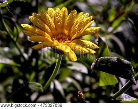 Yellow Calendula Flowers With Dew On The Petals
