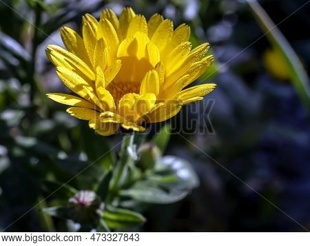 Yellow Calendula Flowers With Dew On The Petals