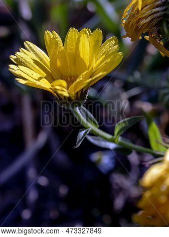 Yellow Calendula Flowers With Dew On The Petals