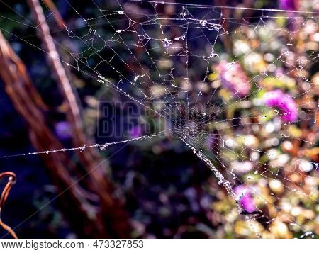 Old Torn Dirty Cobwebs In The Garden,, Macro