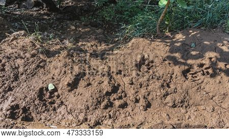 Tiger Paw Prints Are Visible On The Clay Soil. A Chain Of Large Footprints Of A Wild Animal. Green G