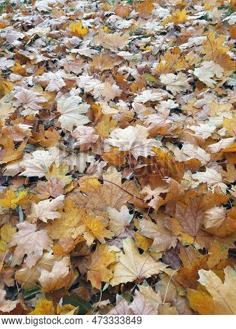 Autumn Fallen Yellow Leaves On The Ground In The Park Close-up. Yellow Foliage. Autumn Leaves On The