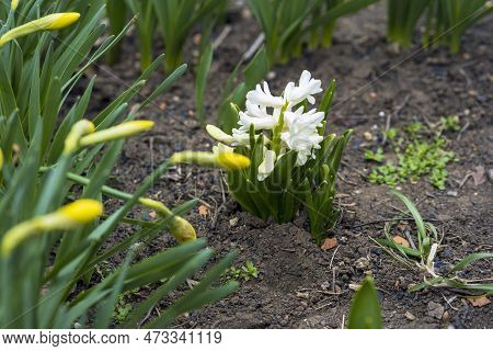 Beautiful White Hyacinth Flower Growing Outdoors, Close-up Of Petals And Green Leaves, Blooming Flow