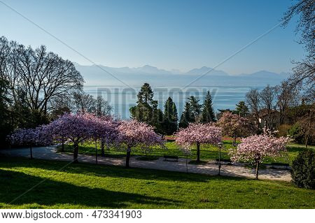 Blossom In Spring. Landscape Of Prunus Kwanzan Pink Flowers, Tree, Mountain And Lake. Lausanne, Swit
