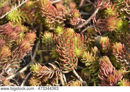 Rock Stonecrop Angelina Leaves In The Spring