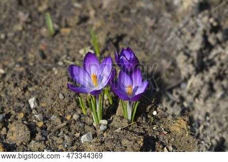 Dutch Crocus Grand Maitre Flowers In The Spring