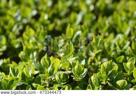 Oval-leaved Privet Branch Wih Green Leaves In The Spring