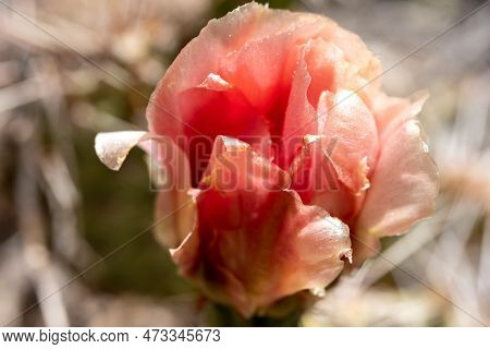 Close Up Of Cactus Flower On Weatherill Mesa In Mesa Verde National Park