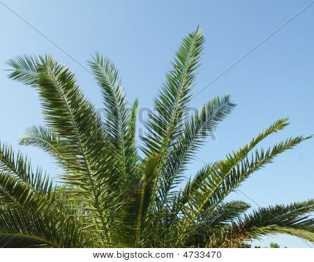 Palm