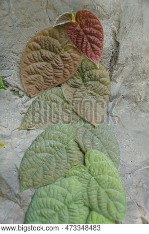 Close Up Of The Green And Red Leaves Of Ficus Villosa Plants Climbing The Rocks