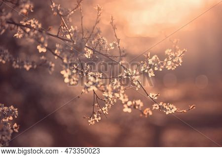 Flowers. Spring. Cherries. White Cherry Blossoms. Spring Gardens With Blooming Trees. Spring Garden.