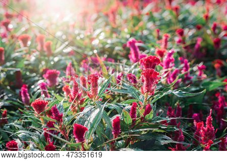 Cockscomb Or Chainese Wool Flower In Garden With Sunrise On Morning, Flower Concept