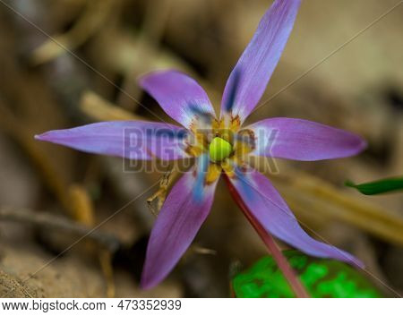 Spring Forest Flower European Kandyk Or Fang Blooms Beautifully In The Shade Of Forest Trees.